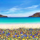 Calgary Bay, Mull Print