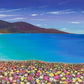 Scarista Machair Print